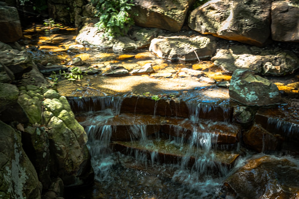 a stream of water running through a lush green forest