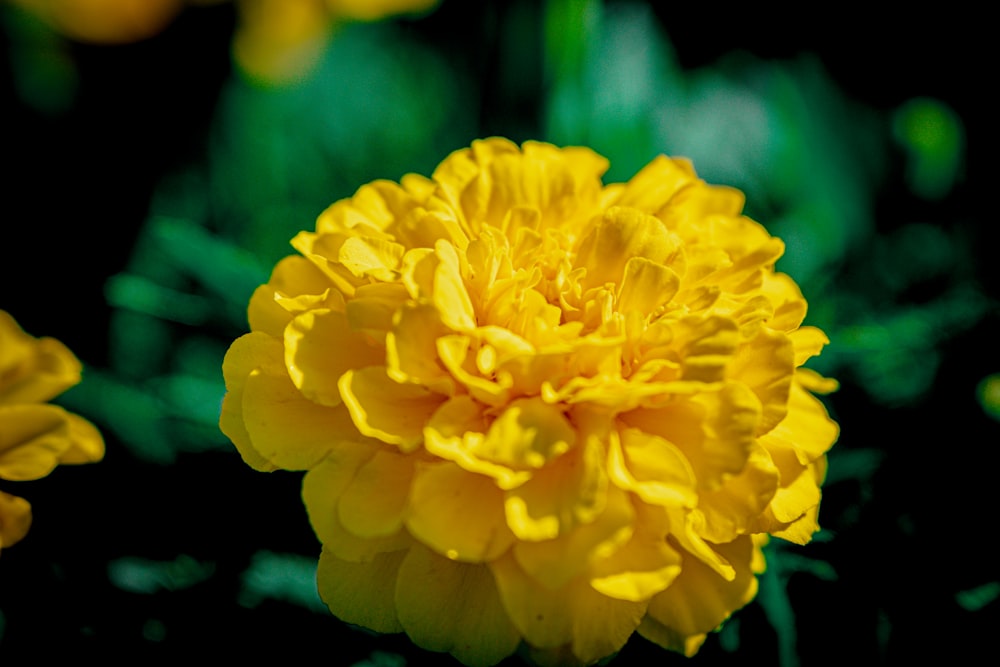 a close up of a yellow flower in a field