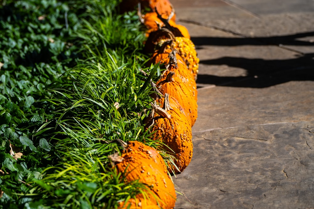 a row of orange pumpkins sitting on top of a lush green field