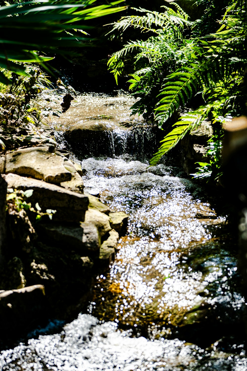 a stream running through a lush green forest