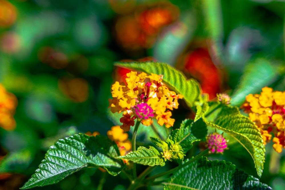 Un primer plano de una flor amarilla y roja