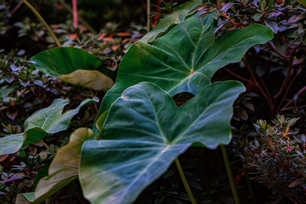 a large green leafy plant in the middle of a forest