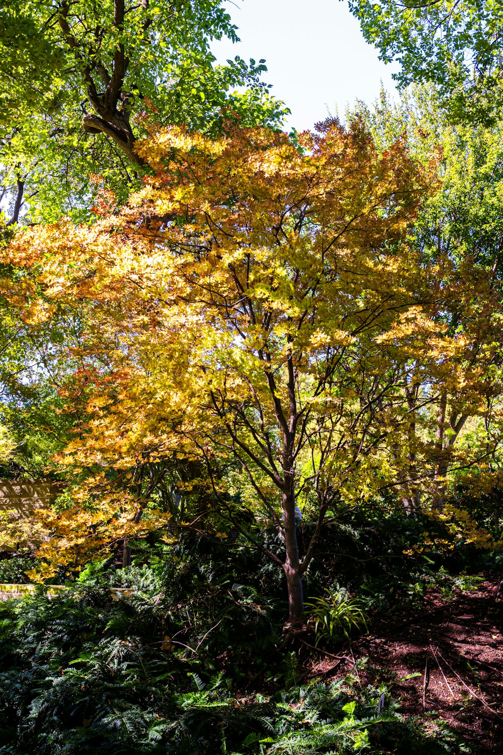 a group of trees that are in the grass