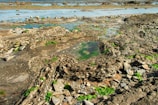 A rocky seashore with various pools of water and patches of green algae. The terrain is uneven, with layers of sediment and rocks. The background includes a shallow sea stretching towards the horizon.