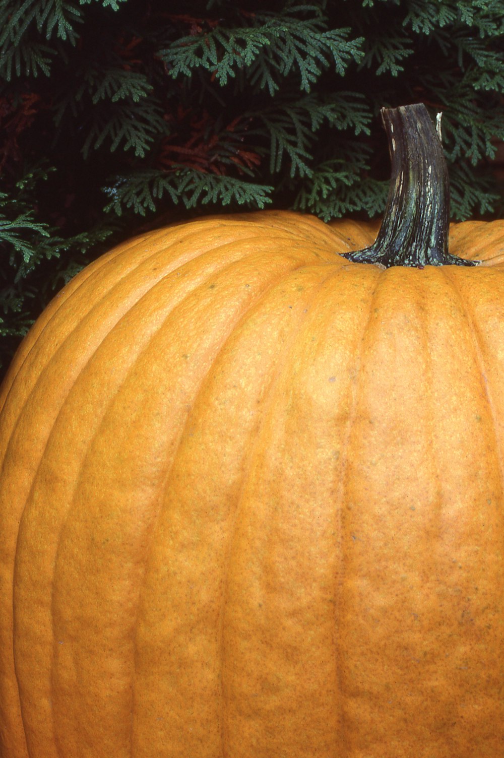 a large orange pumpkin sitting in front of a tree
