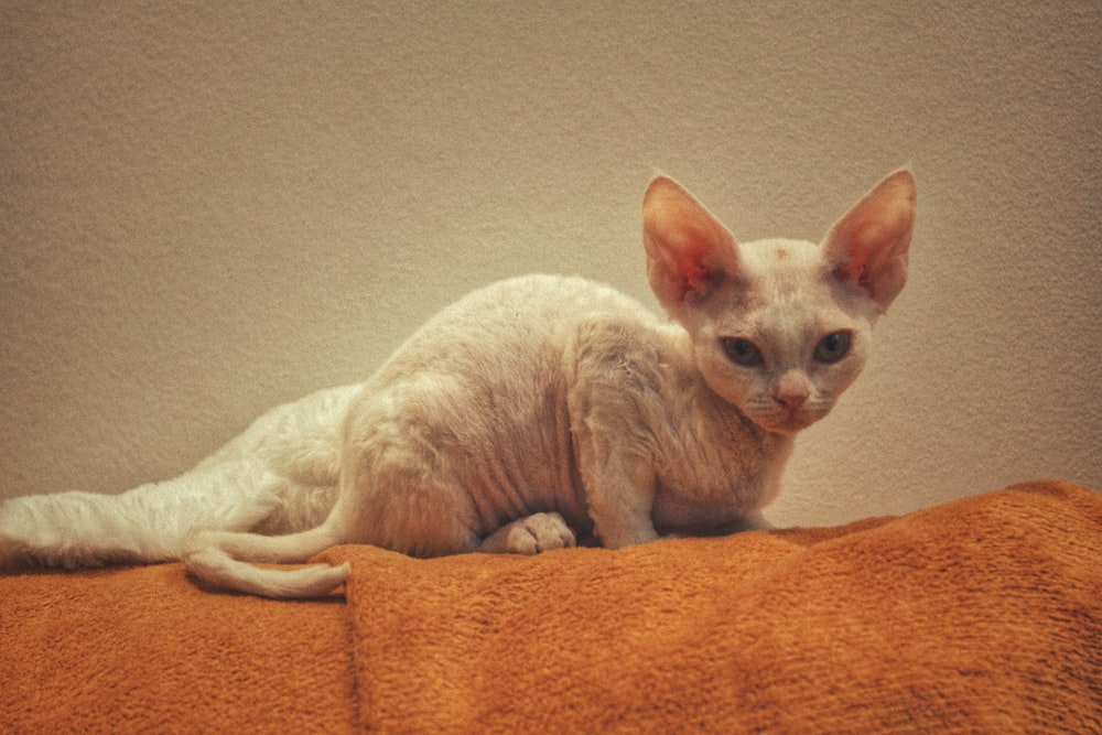 a white cat sitting on top of a towel