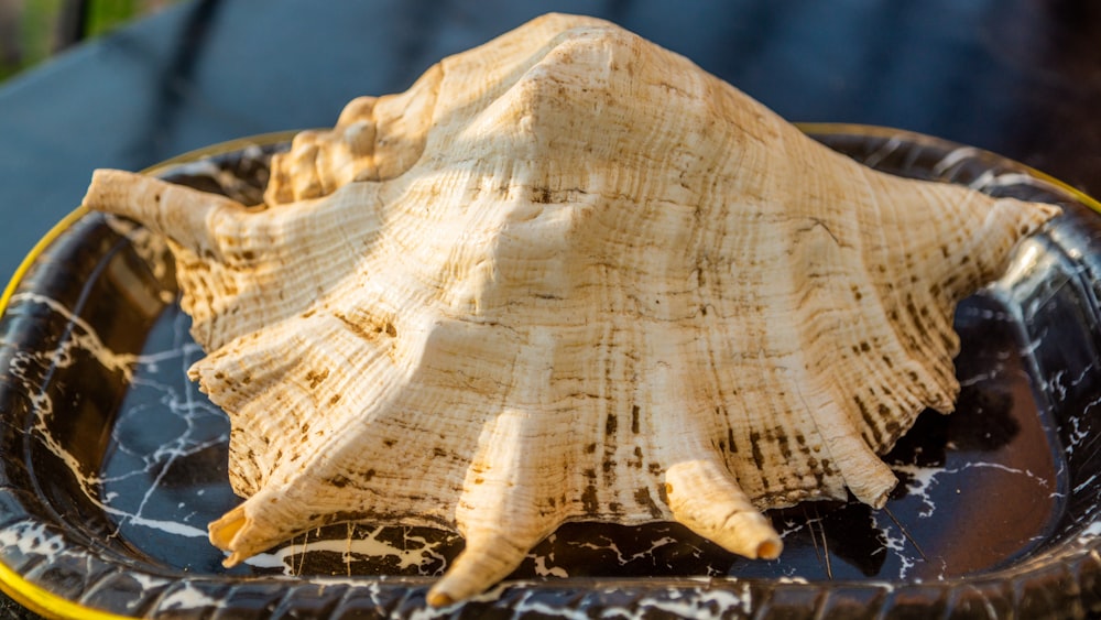 a sea shell in a plastic bowl on a table