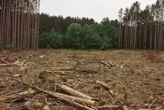 a forest filled with lots of tall trees