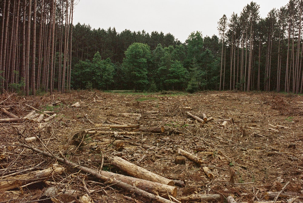 a forest filled with lots of tall trees