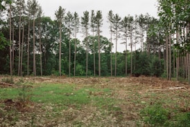 a lot of trees that are in the grass