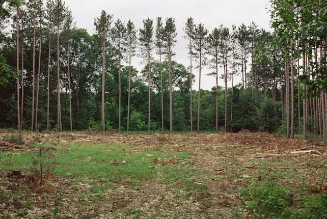 A forest clearing with a row of tall, slender pine trees lining the background. The ground is covered with sparse grass, leaves, and tree branches, indicating recent logging or natural clearing. Dense green foliage can be seen beyond the trees.