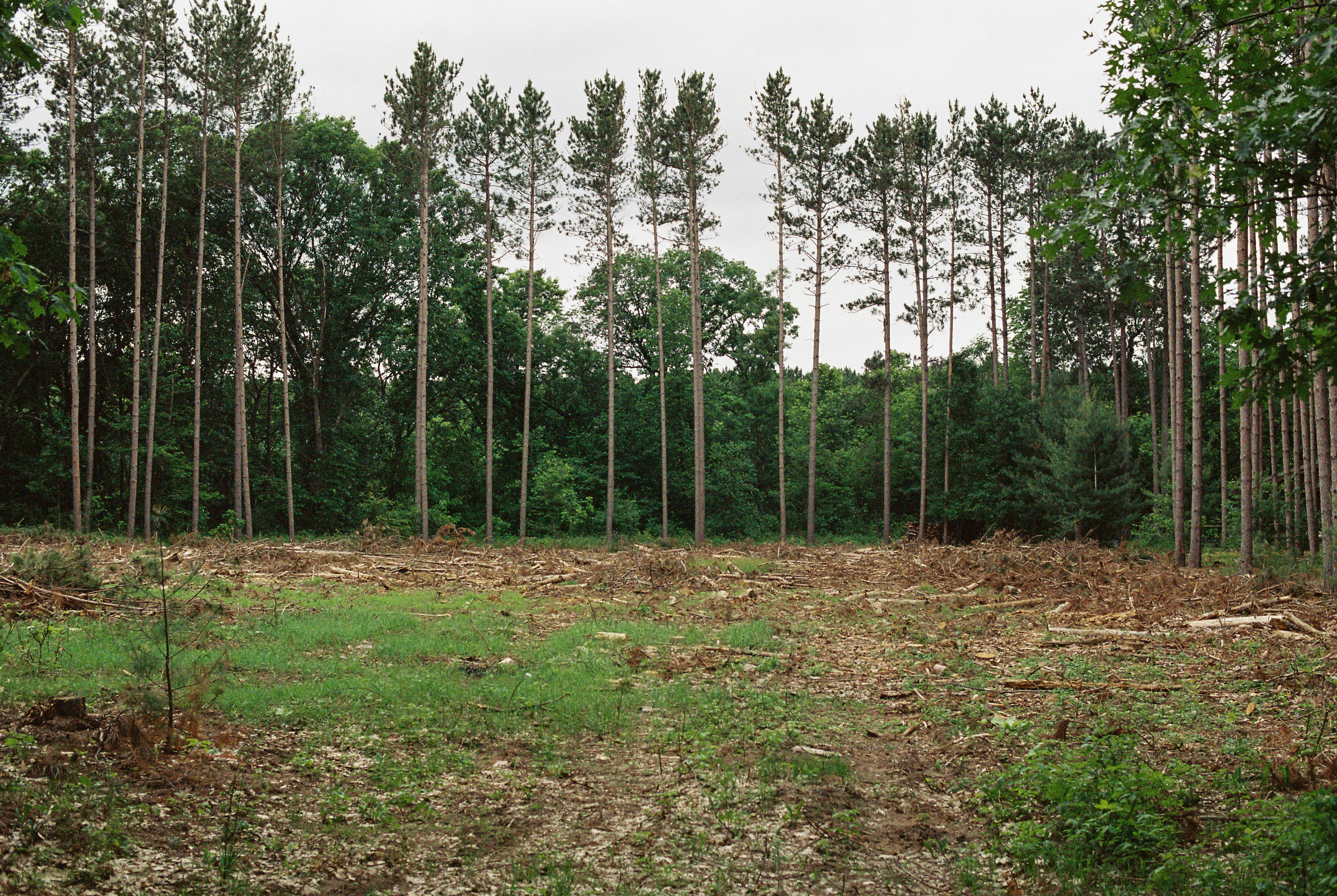 The Deforestation Dilemma: A Major Contributor To Global Warming