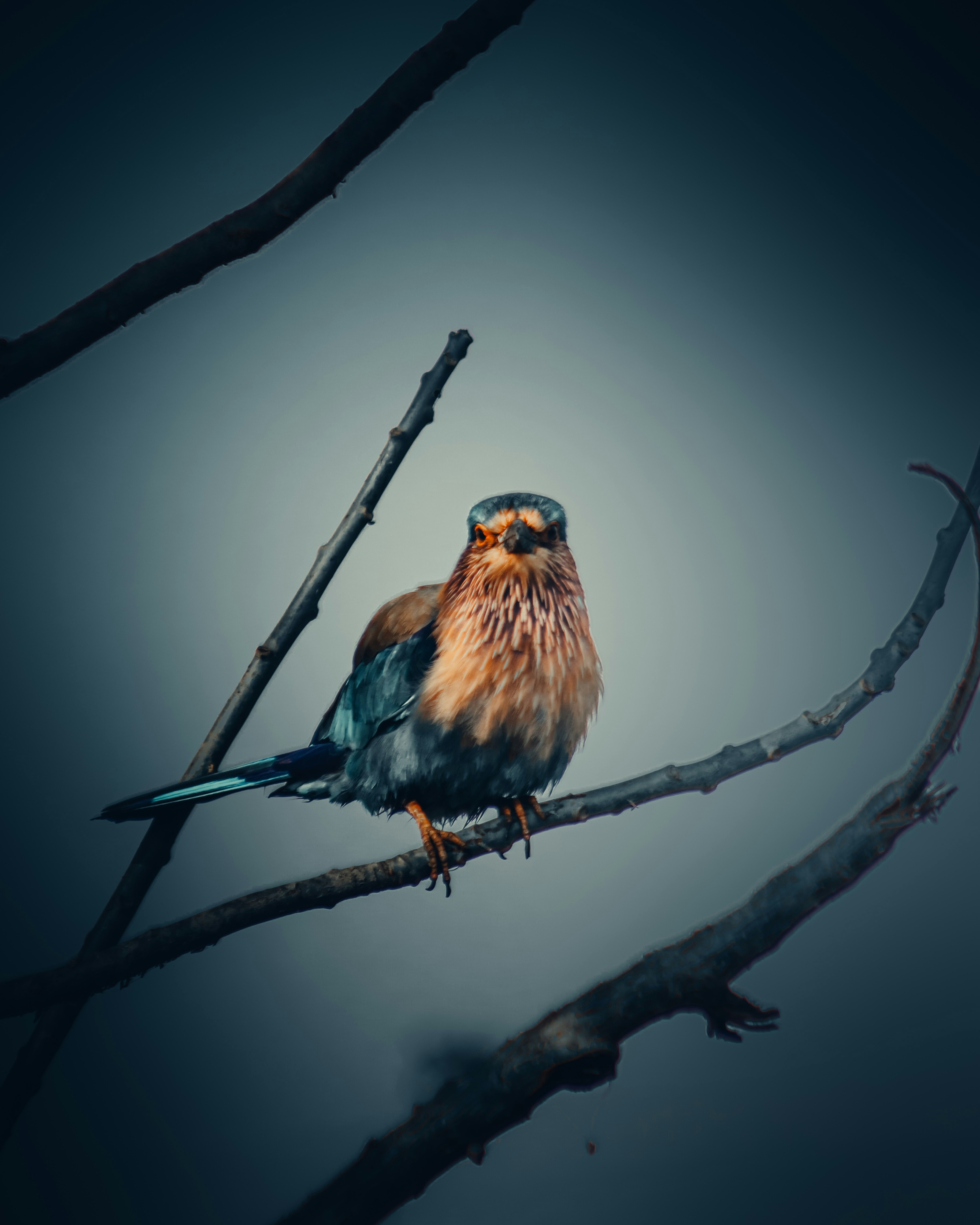 a small bird sitting on a tree branch