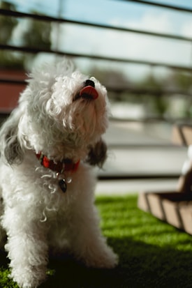 A curly-haired white dog with a red collar sits on artificial green grass. The dog's tongue is sticking out, and it appears to be in a playful mood. In the background, a blurred view of a window with horizontal blinds can be seen.