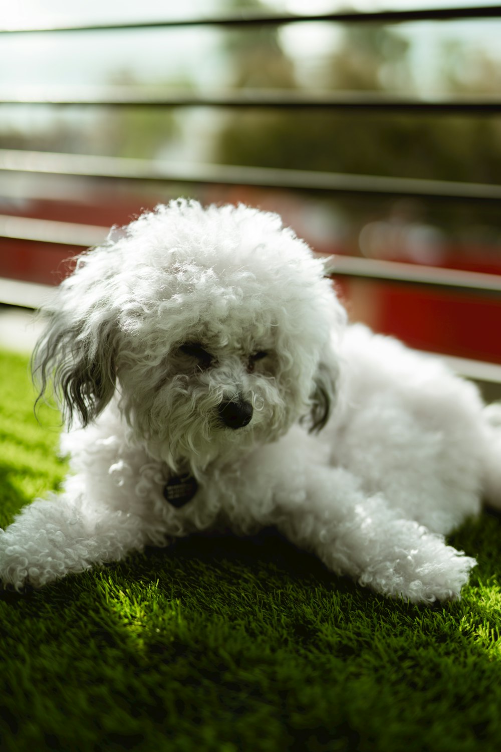 a small white dog laying on top of a lush green field