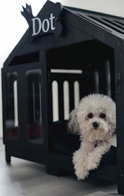 a small white dog sitting inside of a dog house