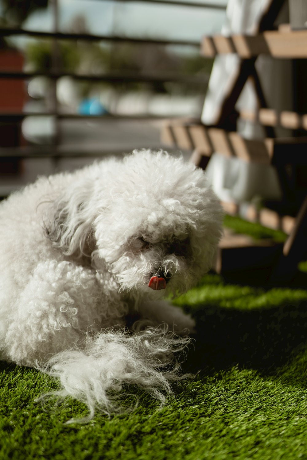 a small white dog laying on top of a lush green field