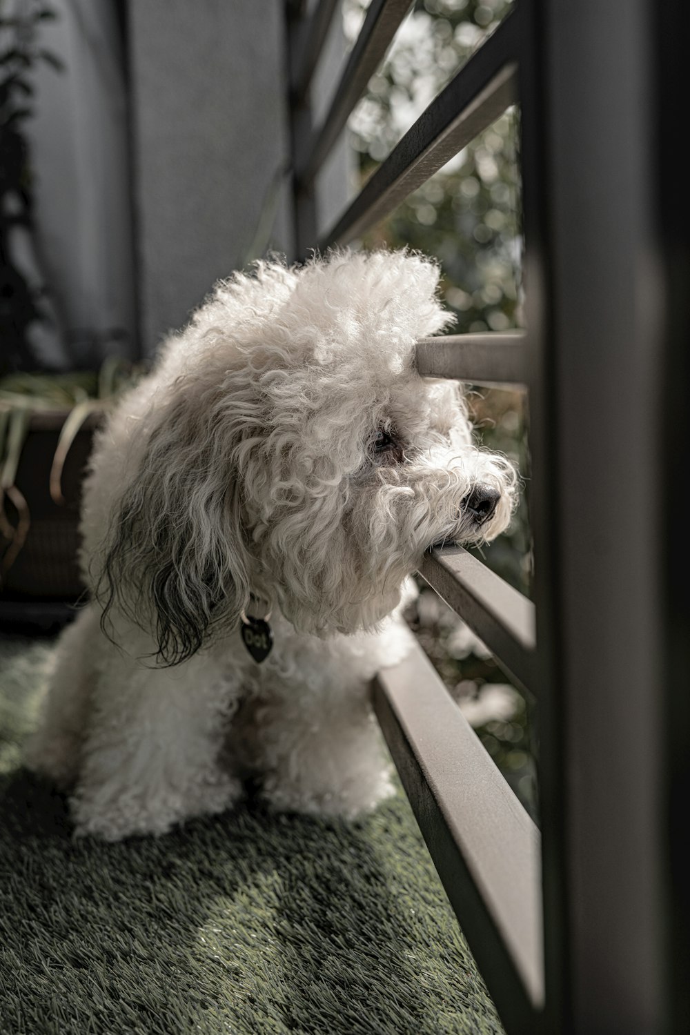 a small white dog standing on top of a green carpet