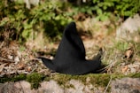 A black witch hat rests on a grassy forest floor, surrounded by a mix of green foliage, dry twigs, and leaves. The scene is sunlit, casting soft shadows and highlighting the textures of the natural elements.