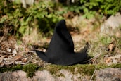 A black witch hat rests on a grassy forest floor, surrounded by a mix of green foliage, dry twigs, and leaves. The scene is sunlit, casting soft shadows and highlighting the textures of the natural elements.
