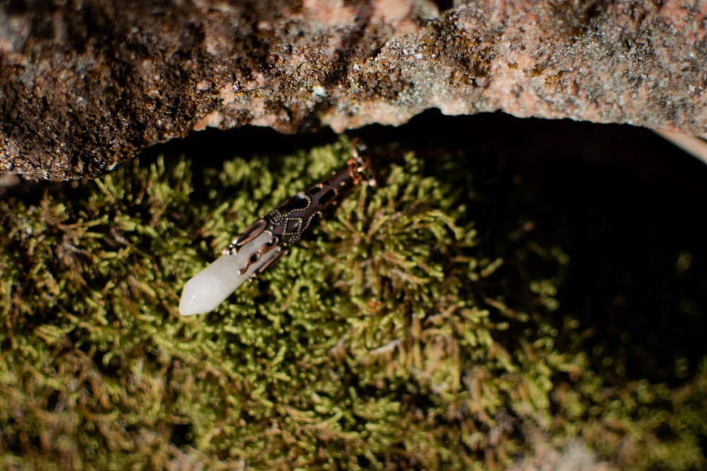 a bug crawling on a moss covered rock