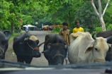 Several cows with dark and light coats stand on a rural road, with lush green trees surrounding them. Two young boys in colorful shirts are present next to the cows. A motorbike is visible in the distance, heading away from the scene.