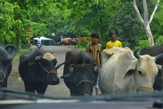 Volunteers tracking and reporting incidents of cow smuggling on a rural road.