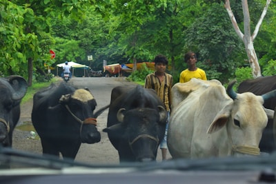 Several cows with dark and light coats stand on a rural road, with lush green trees surrounding them. Two young boys in colorful shirts are present next to the cows. A motorbike is visible in the distance, heading away from the scene.
