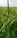 Lush green rice plants with mature grains, ready for harvest, cover the landscape. The plants are dense and healthy, with long, vibrant green leaves and full stalks of rice grains.