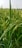Lush green rice plants with mature grains, ready for harvest, cover the landscape. The plants are dense and healthy, with long, vibrant green leaves and full stalks of rice grains.