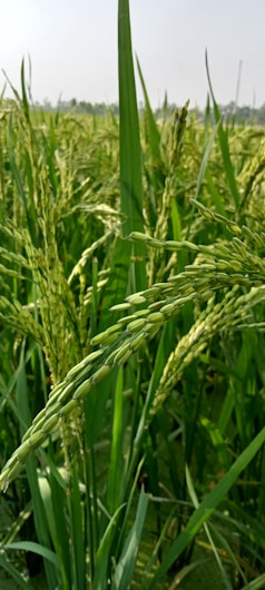 Lush green rice plants with mature grains, ready for harvest, cover the landscape. The plants are dense and healthy, with long, vibrant green leaves and full stalks of rice grains.