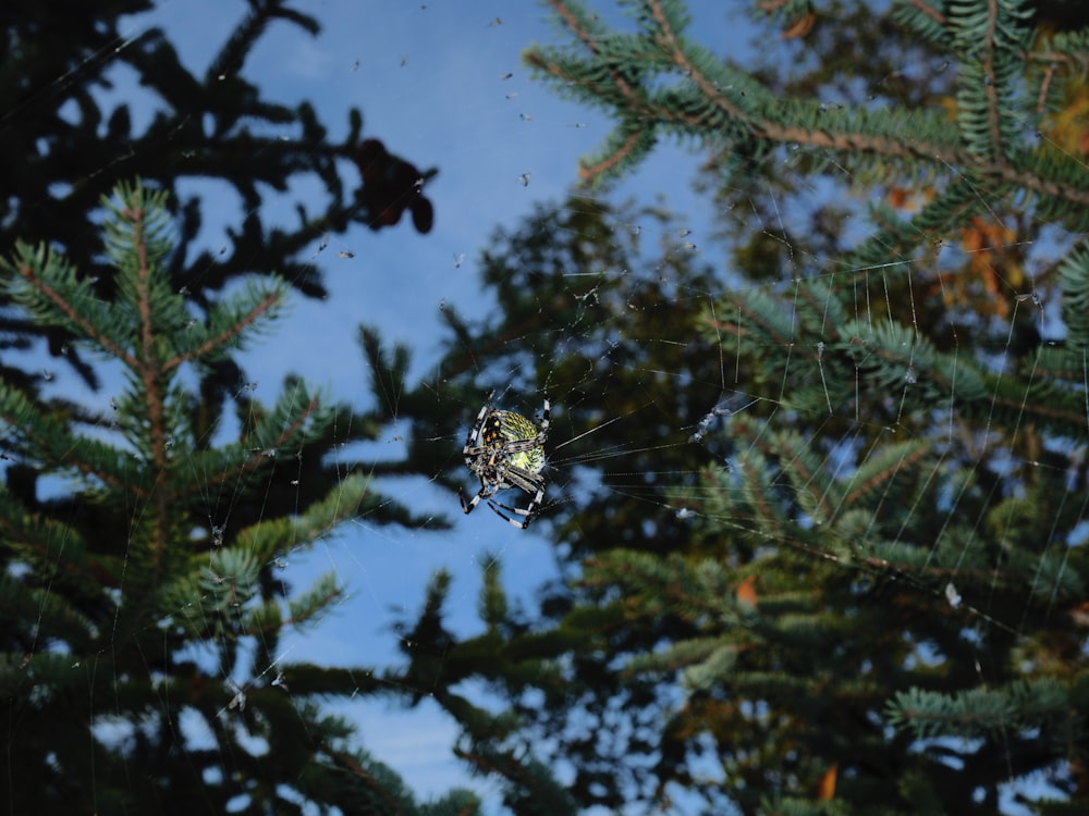 a spider sits on its web in a pine tree