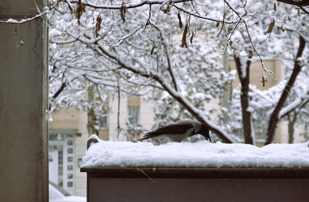 a bird sitting on top of a trash can covered in snow