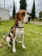 A beagle dog sits attentively on a grassy area, wearing a red collar and a patterned leash. In the background, there are tall evergreen trees and a cloudy sky.