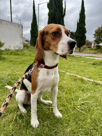 A beagle dog sits attentively on a grassy area, wearing a red collar and a patterned leash. In the background, there are tall evergreen trees and a cloudy sky.
