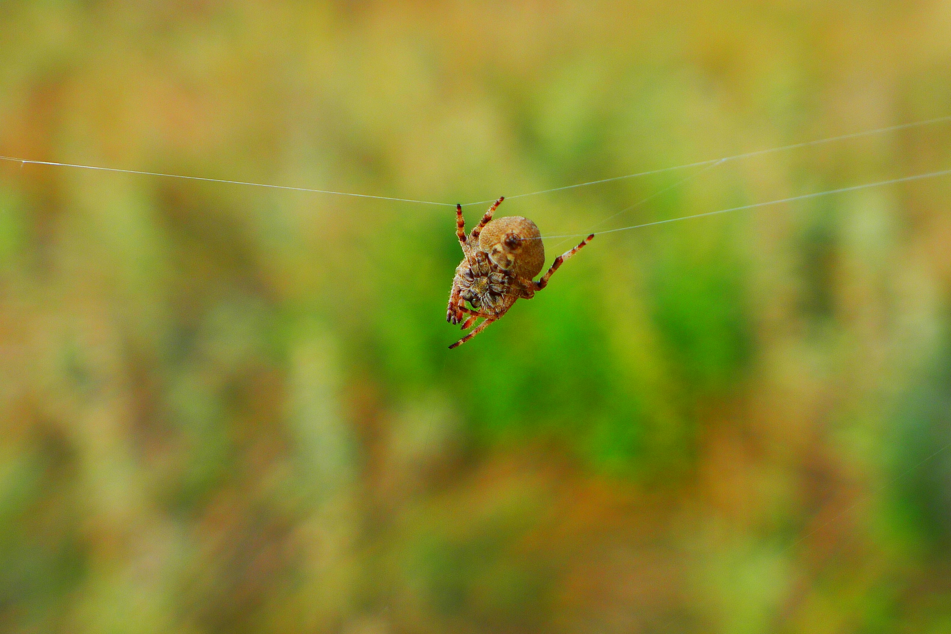 a close up of a spider on a web