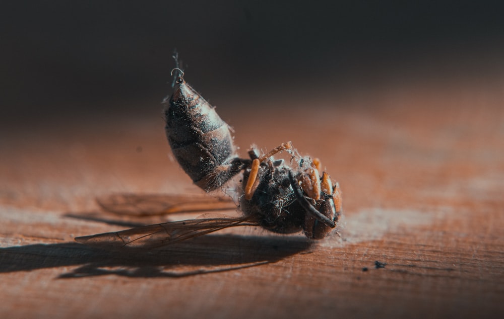 a close up of a bug on a wooden surface