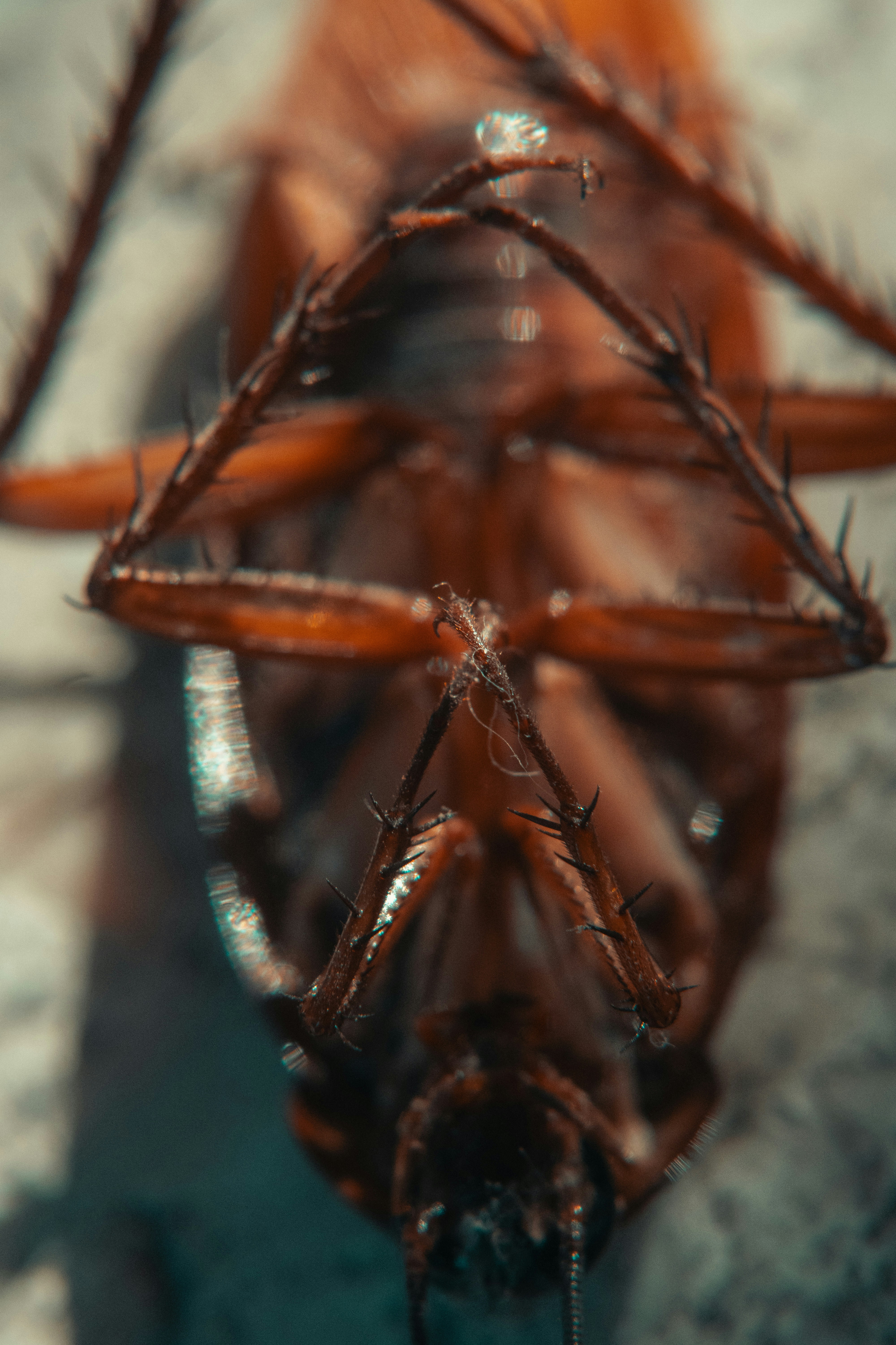 a close up of a bug on the ground