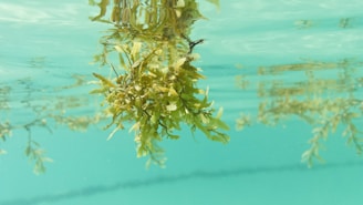 A cluster of green seaweed or algae is floating and partially submerged near the surface of clear, turquoise water. The reflection of the seaweed is visible on the surface of the water, creating a mirroring effect.