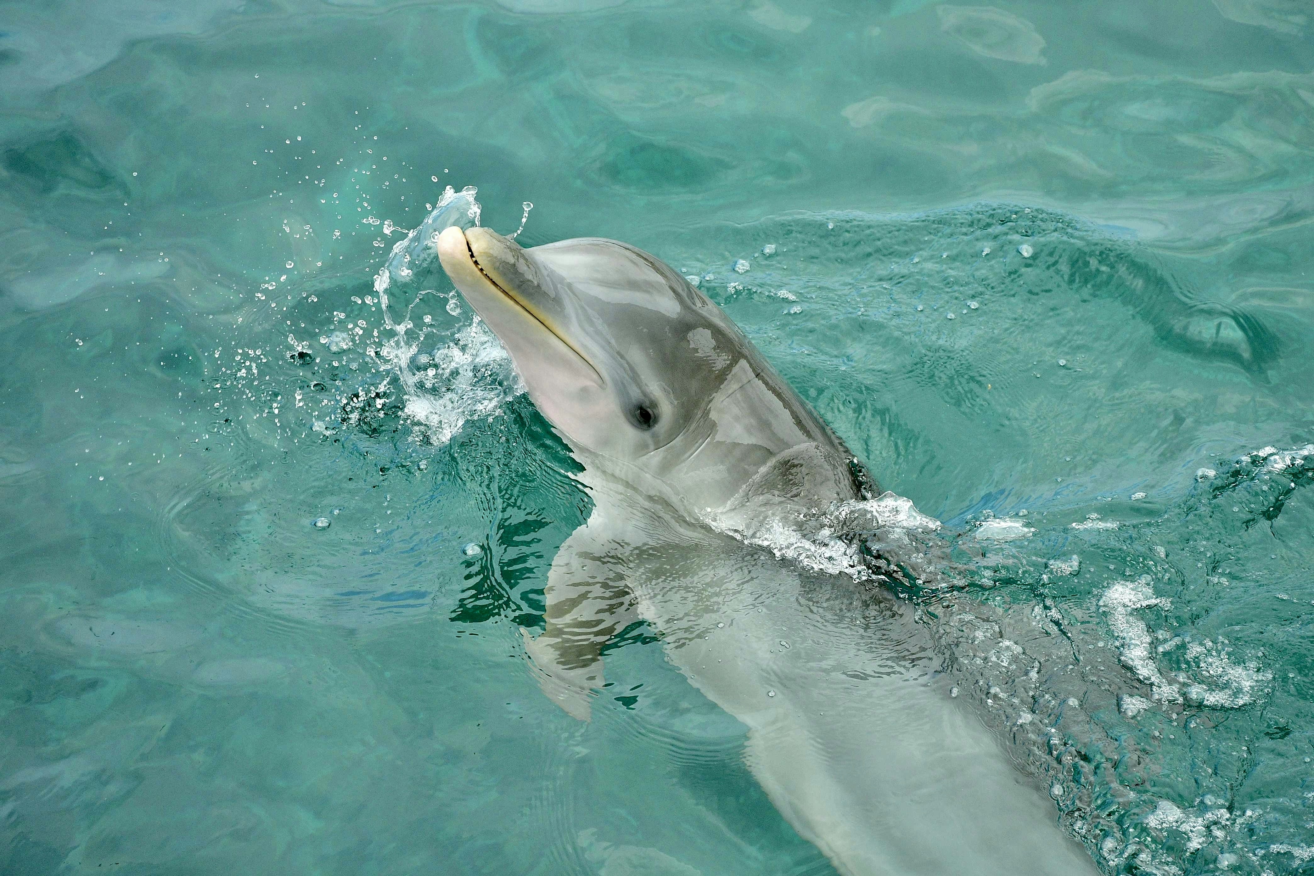 Dolphins Use Echolocation Like Natural Sonar Systems (image credits: unsplash)