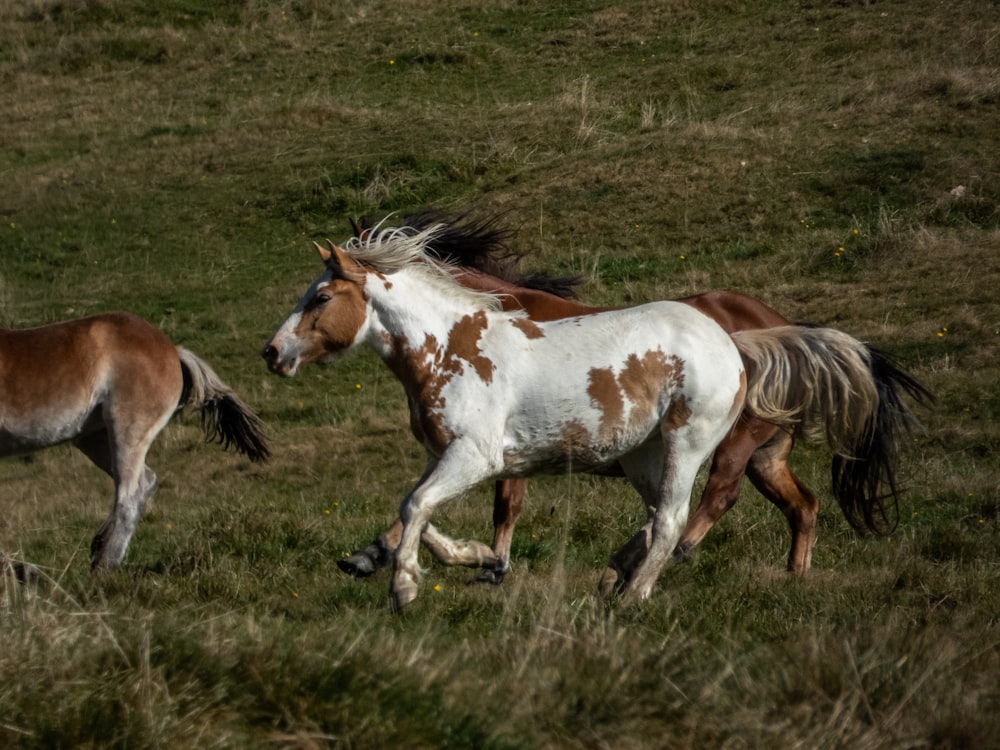 two brown and white horses running in a field