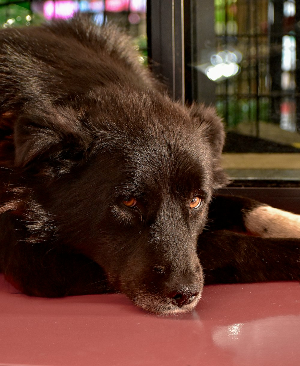 a large black dog laying on top of a red car