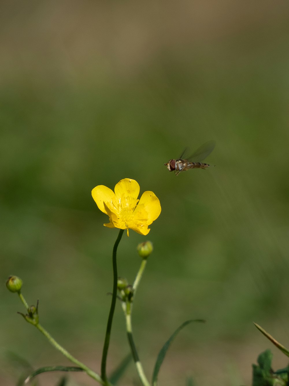 a yellow flower with a bee flying over it