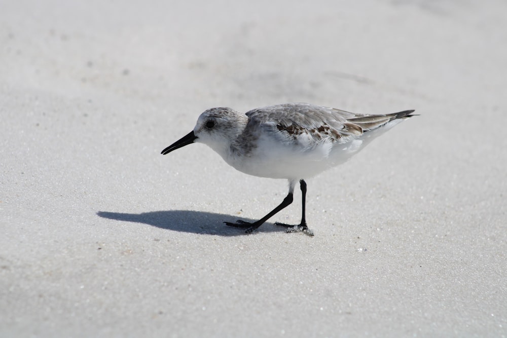 ein kleiner Vogel, der an einem Sandstrand steht