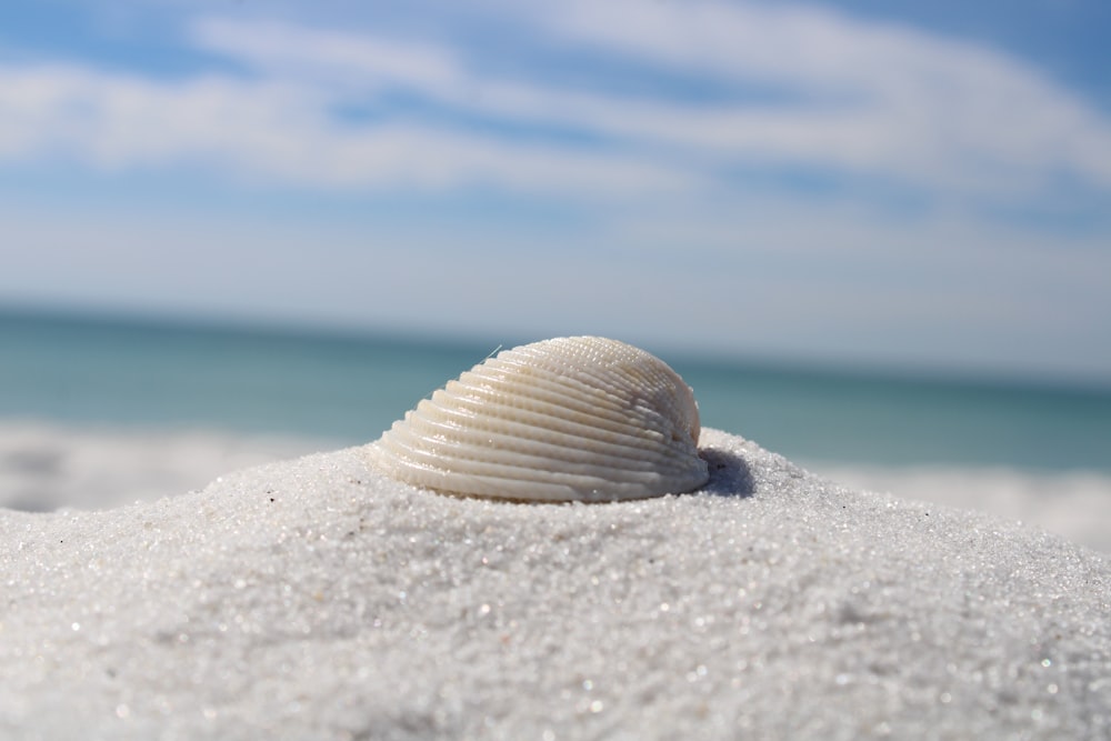a shell is sitting in the sand at the beach