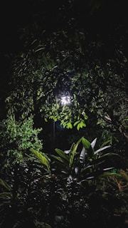 A serene nighttime garden scene with flickering candles and golden light reflections