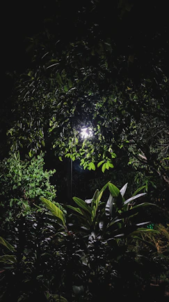 A serene garden scene featuring subtle landscape lighting highlighting flower beds.