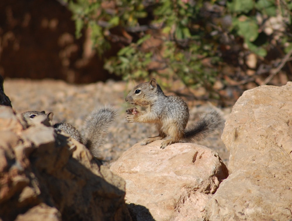 a small squirrel standing on top of a rock