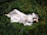 A person in a white robe lies peacefully on lush, green grass surrounded by small yellow and purple flowers. Their arm is raised, casting a shadow across their face. The scene suggests tranquility and harmony with nature.