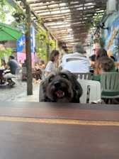 A small black and brown dog with a happy expression sits at a wooden table in an outdoor setting. In the background, people are seated at tables under a pergola with greenery and colorful murals on the walls.